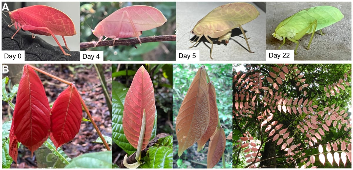 Hot-Pink Katydid Changes Color in Panama Rainforest - Image 4