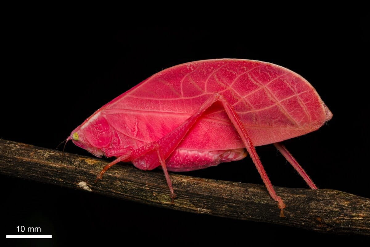 Hot-Pink Katydid Changes Color in Panama Rainforest - Image 2