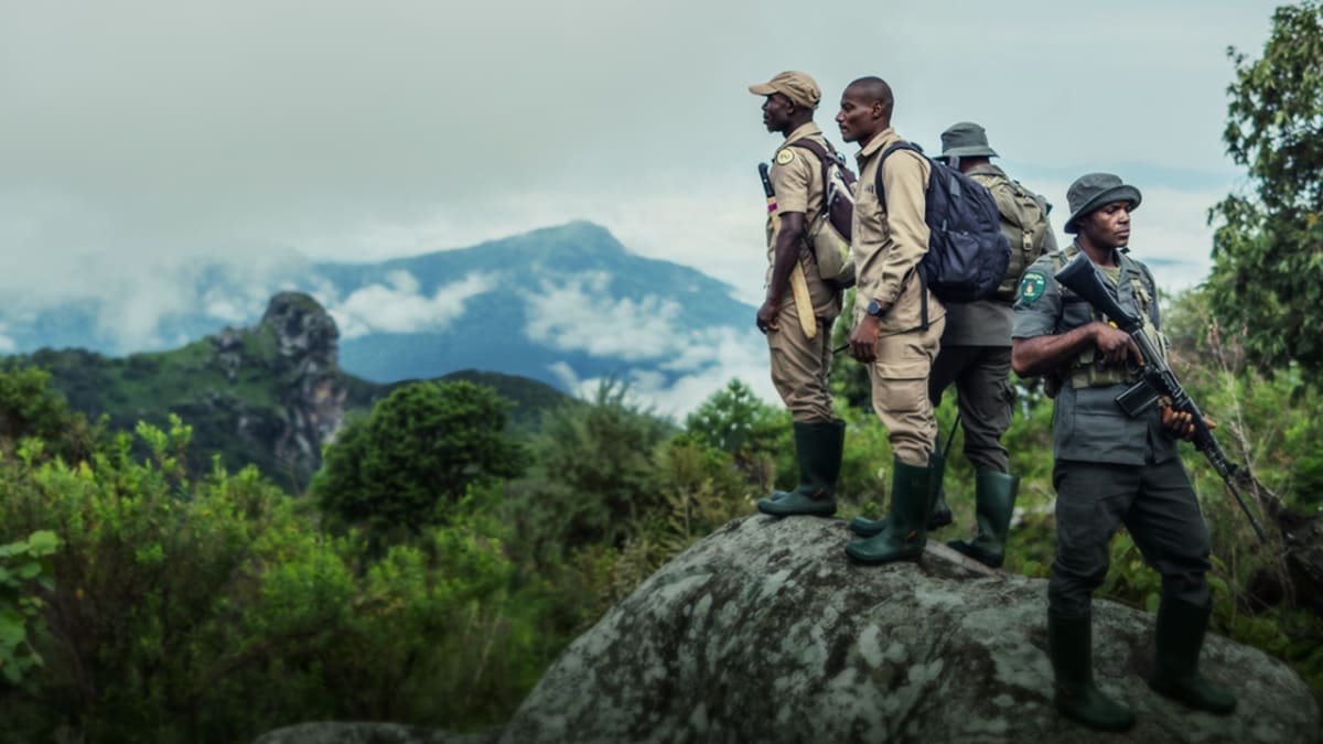 Rangers Return to Protect Nigeria's Rarest Chimpanzees