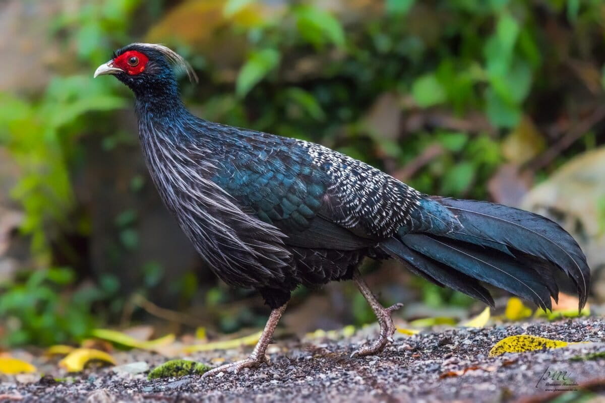 30-Year India Forest Project Brings 160 Bird Species Home - Image 2