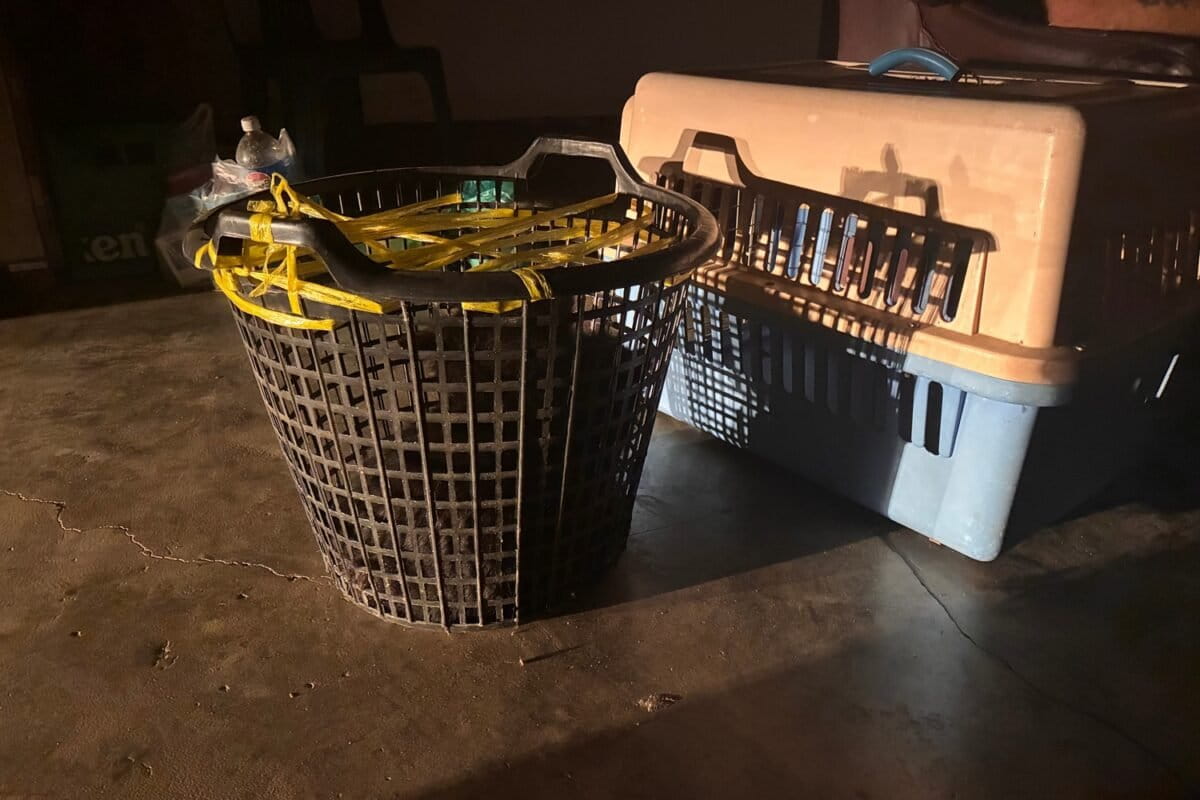 Two Bear Cubs Saved From Facebook Sale in Laos - Image 2