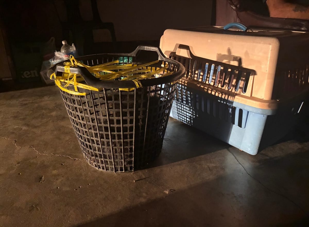 Two small black bear cubs receiving care at wildlife sanctuary after rescue from illegal traders