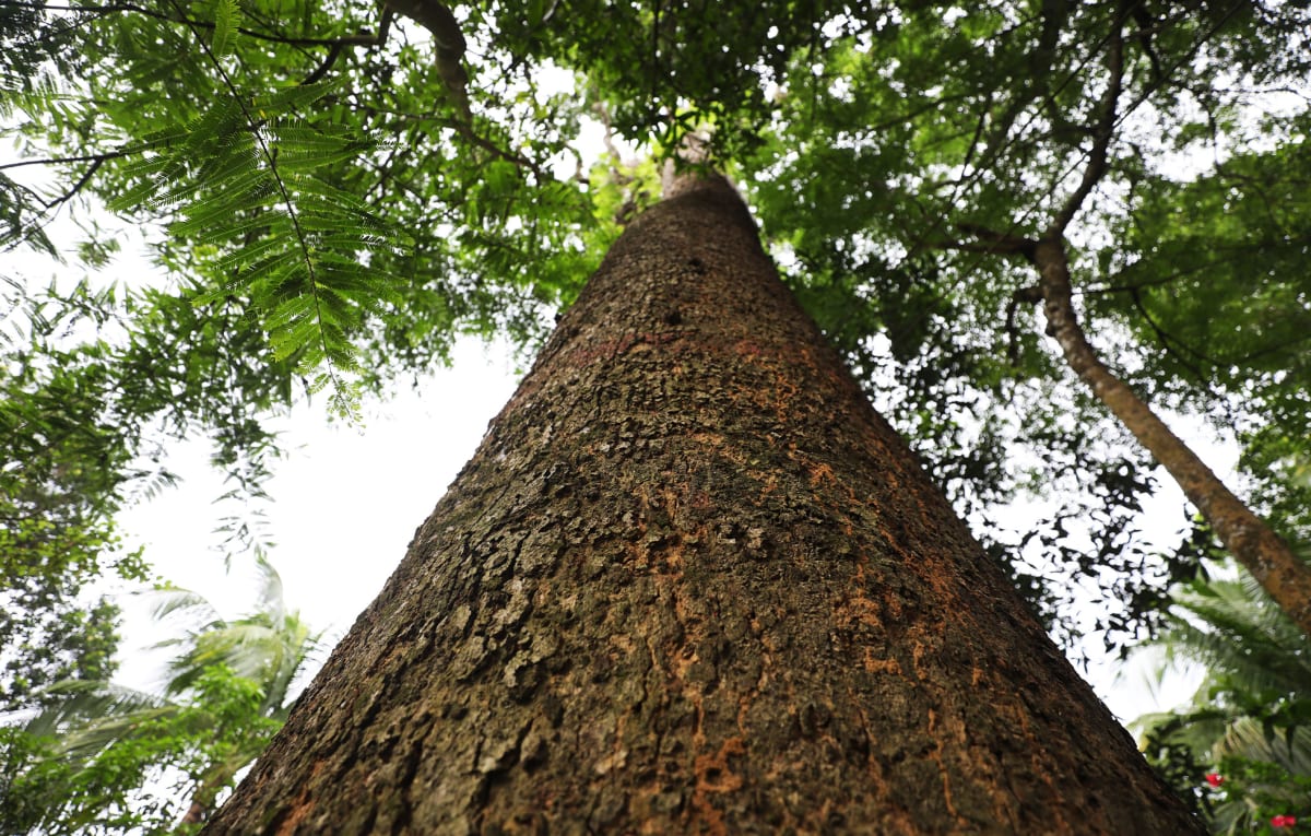 Bangladesh Man Plants Endangered Trees in All 64 Districts
