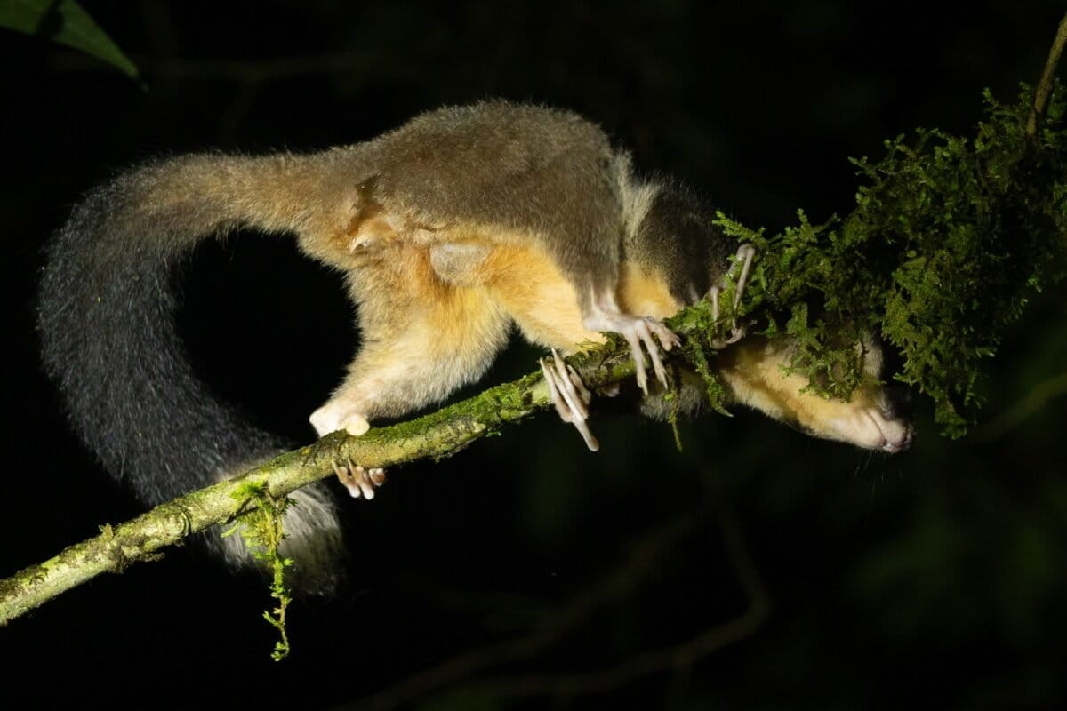 Sacred Glider Rediscovered After 6,000 Years in Papua - Image 2