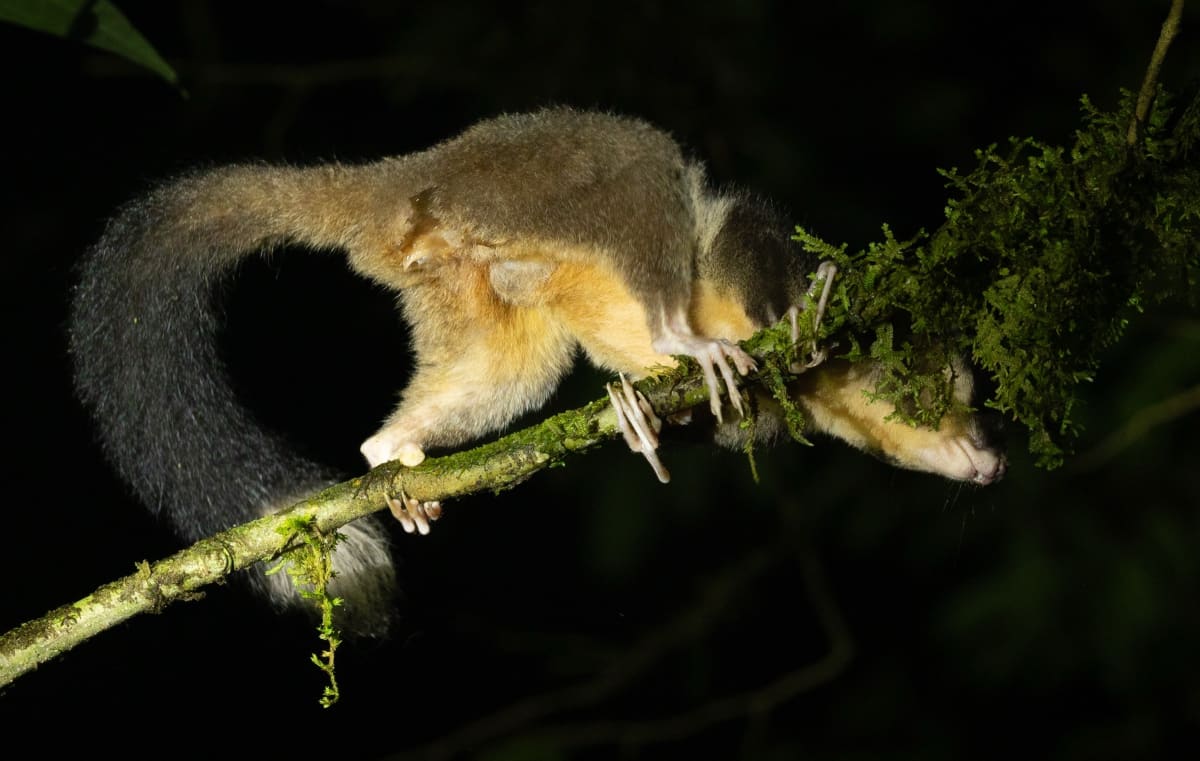 Ring-tailed glider marsupial with curled tail photographed in Papua forest at night