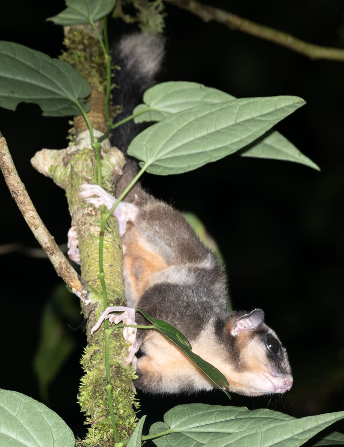 Sacred Glider Rediscovered After 6,000 Years in Papua - Image 4