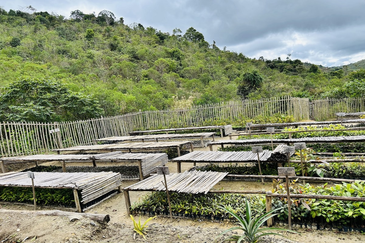 Madagascar Plants 70-Hectare Forest Corridor for Lemurs - Image 4