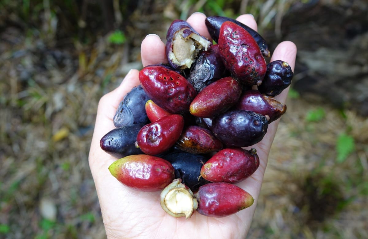 Māori Elders Document 75 Years of Forest Change in New Zealand - Image 4