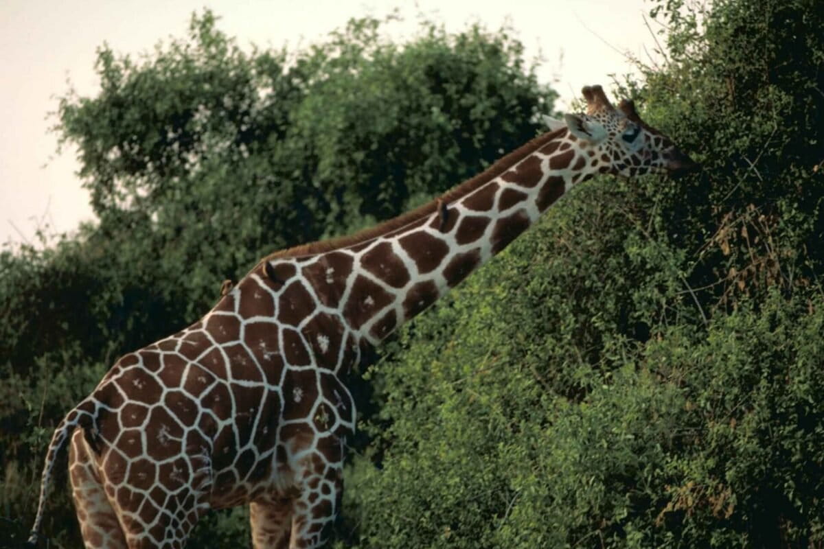 Kenyan Villagers Shield Endangered Giraffes Despite Struggles - Image 2