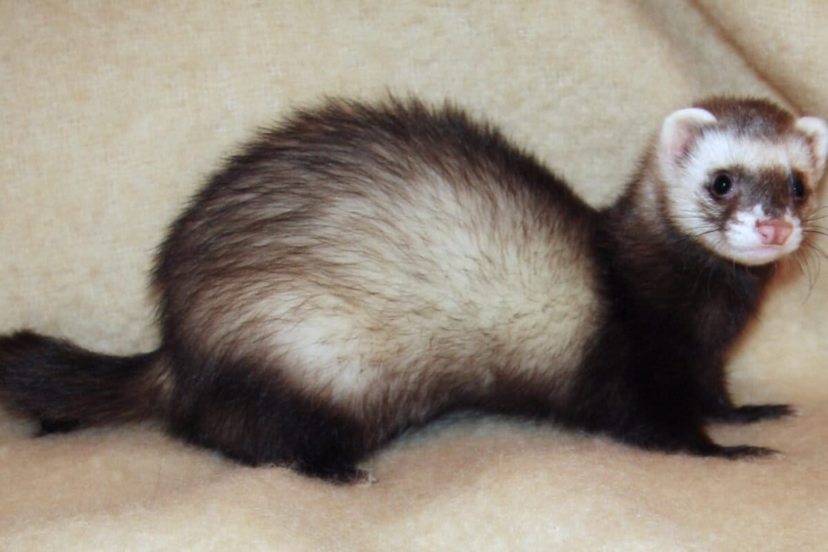 Ireland Island Now Ferret-Free in World-First Victory - Image 2