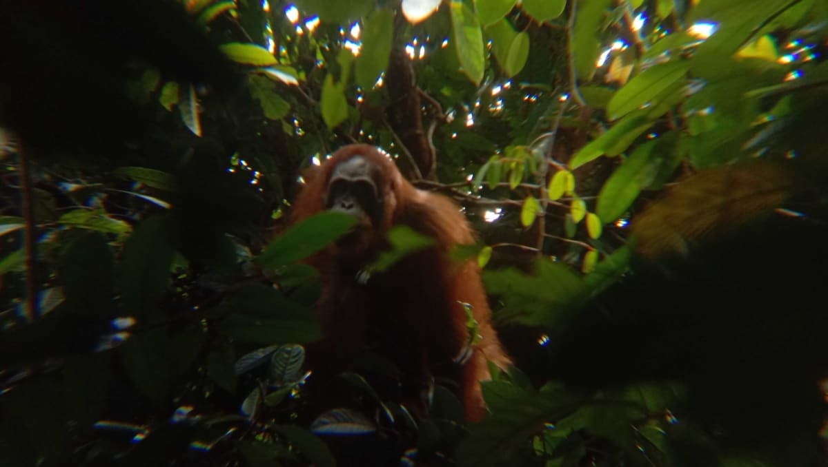 Borneo Pays Citizens $6 Per Orangutan Photo Sighting - Image 3