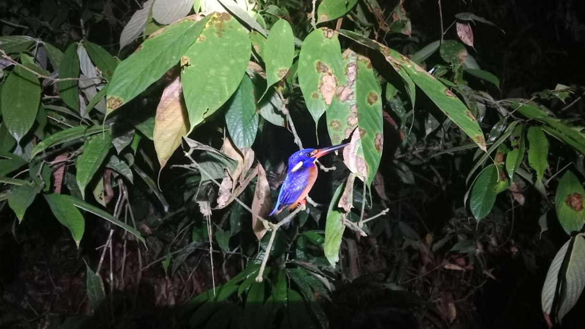 Borneo Pays Citizens $6 Per Orangutan Photo Sighting - Image 4