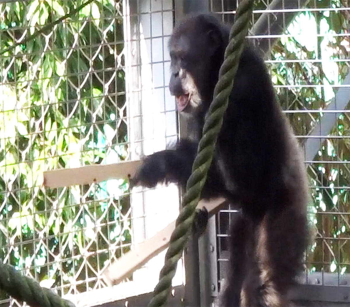 Chimpanzee Rips Up Floor, Drums Like a Musician - Image 4