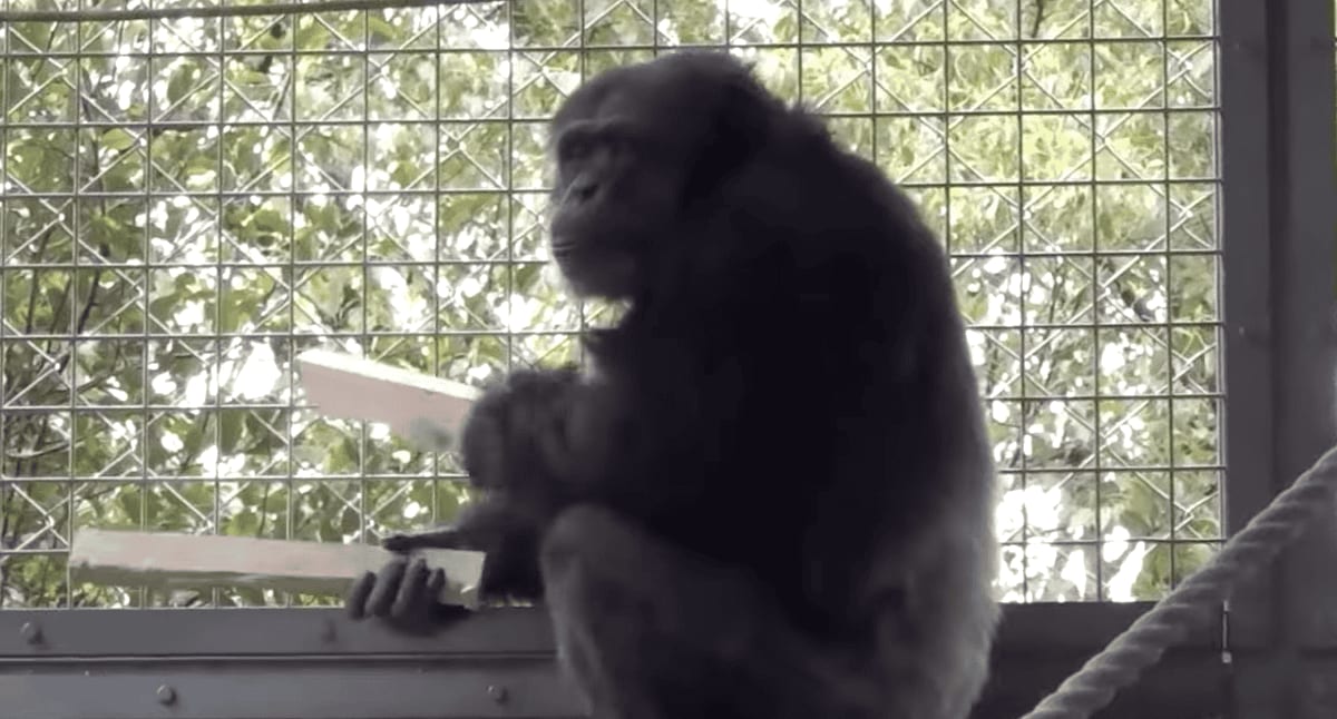Chimpanzee Rips Up Floor, Drums Like a Musician - Image 2