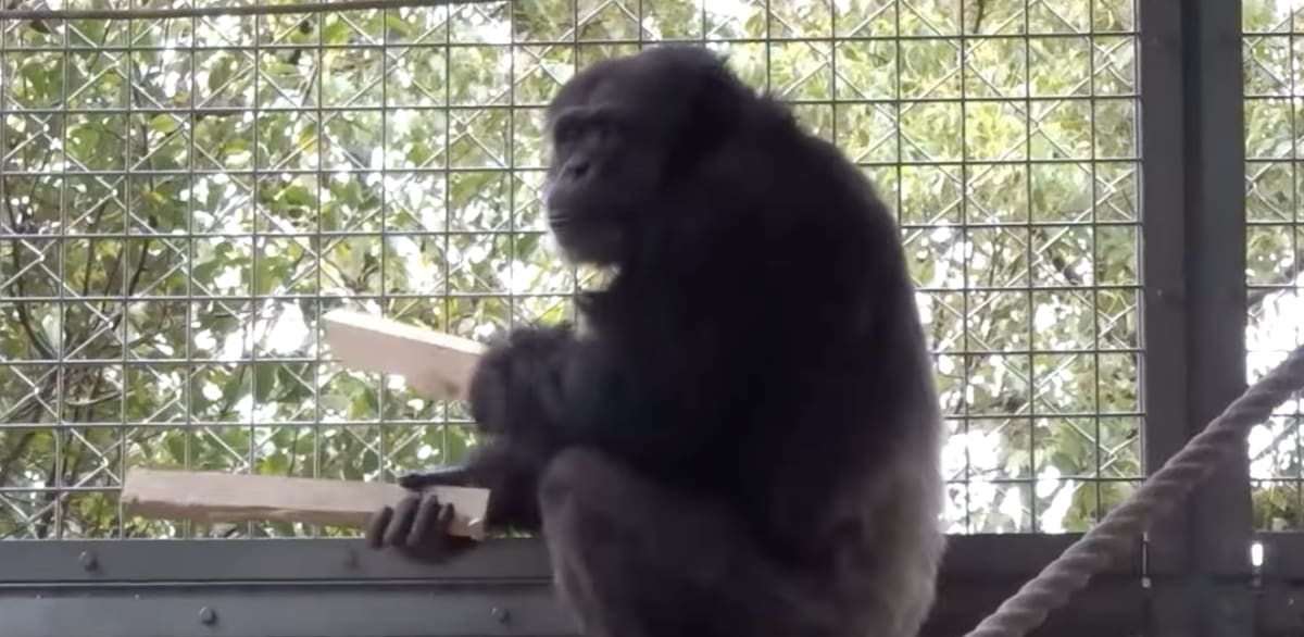 Chimpanzee Rips Up Floor, Drums Like a Musician