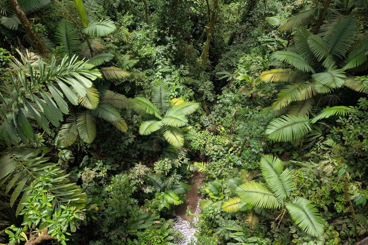 Acoustic recording equipment mounted on tree in lush Costa Rican rainforest canopy