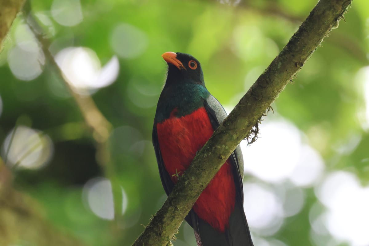 Costa Rica Forests Sound Like Life Is Thriving Again - Image 3