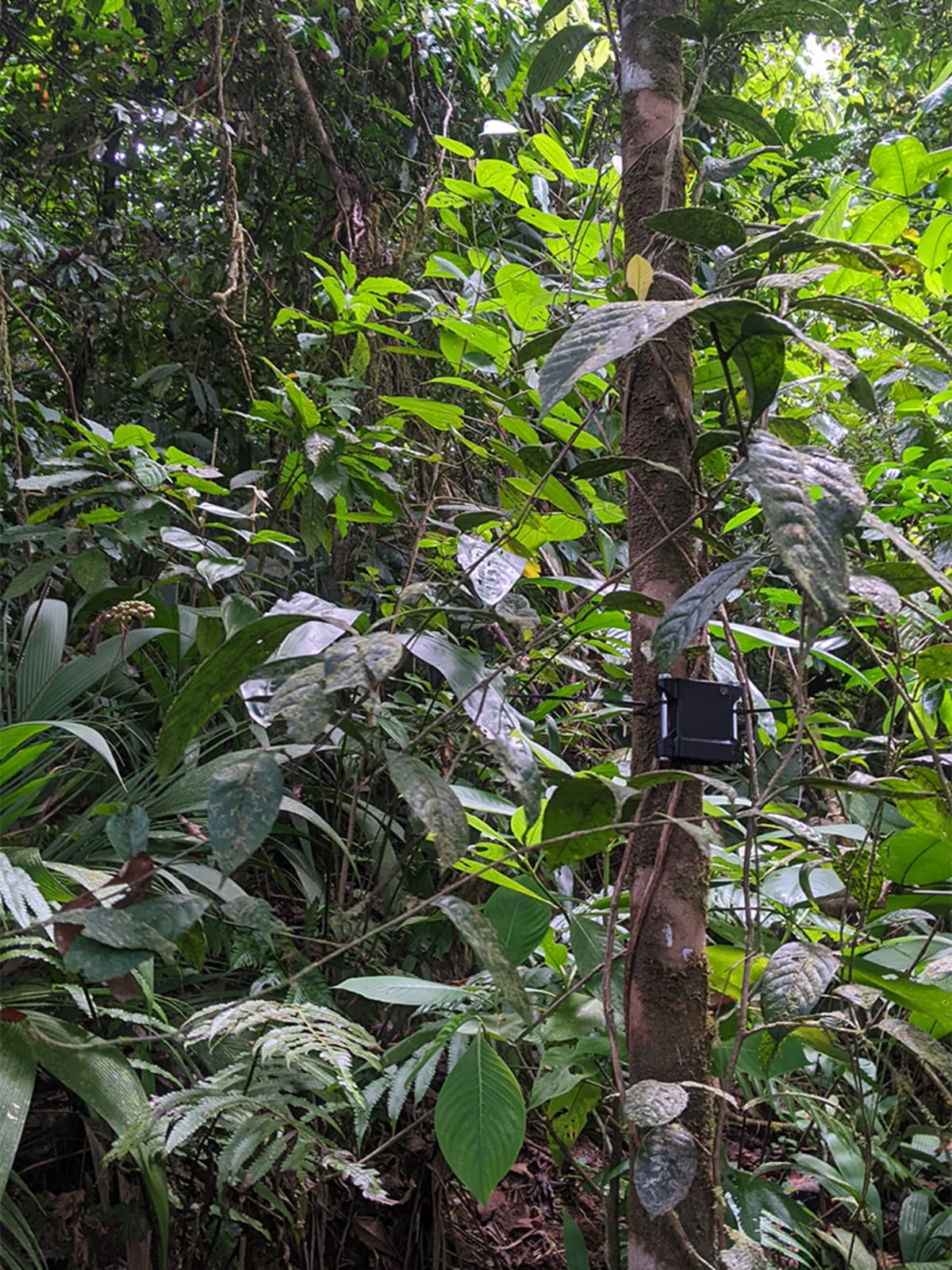 Costa Rica Forests Sound Like Life Is Thriving Again - Image 4