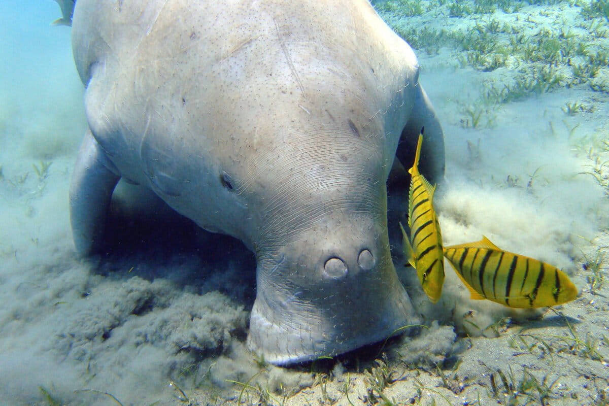 Aerial drone view of dugongs swimming in shallow turquoise coastal waters