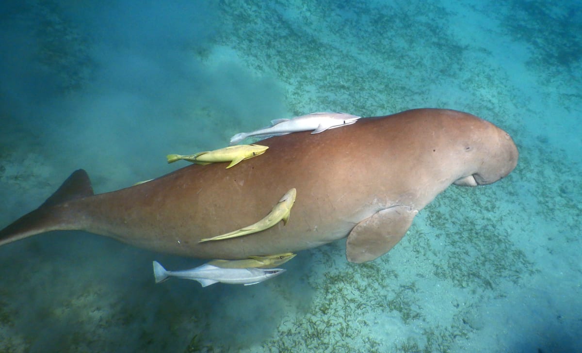 Drones Help Scientists Track Vulnerable Sea Cows - Image 3