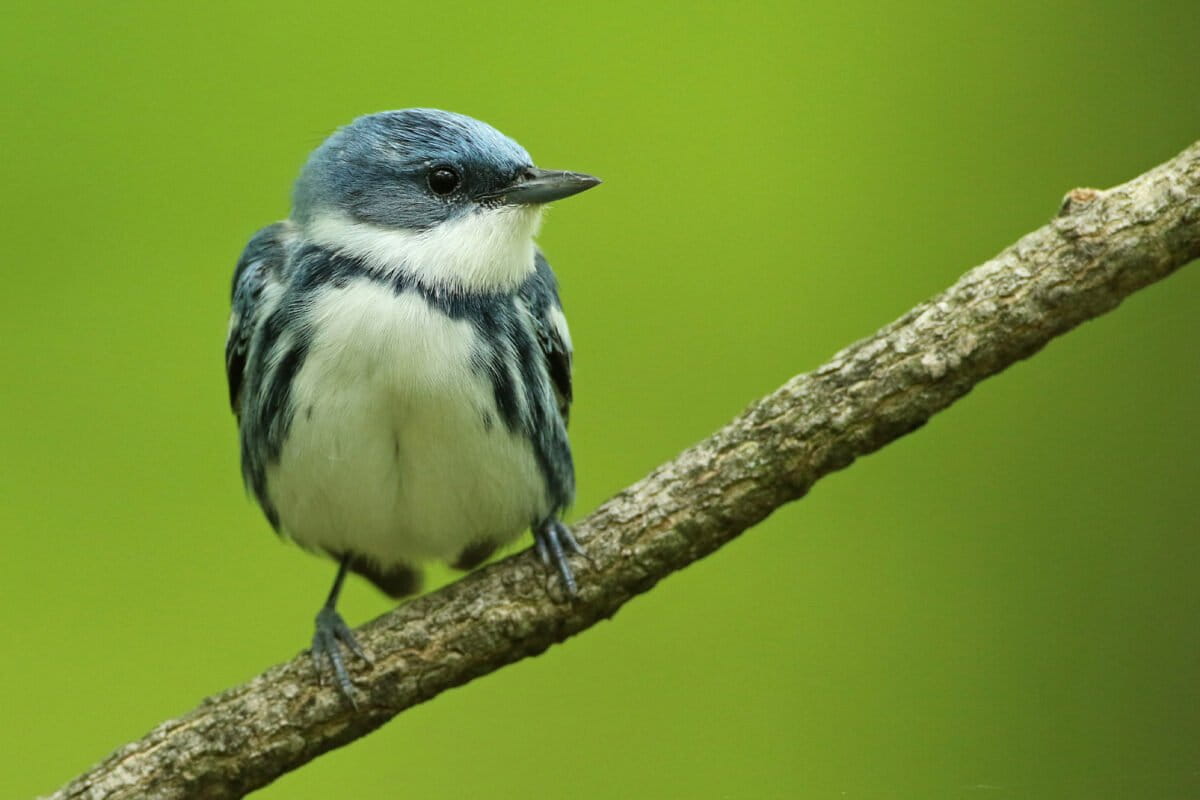 New Atlas Maps 89 At-Risk Bird Species Across Americas - Image 2