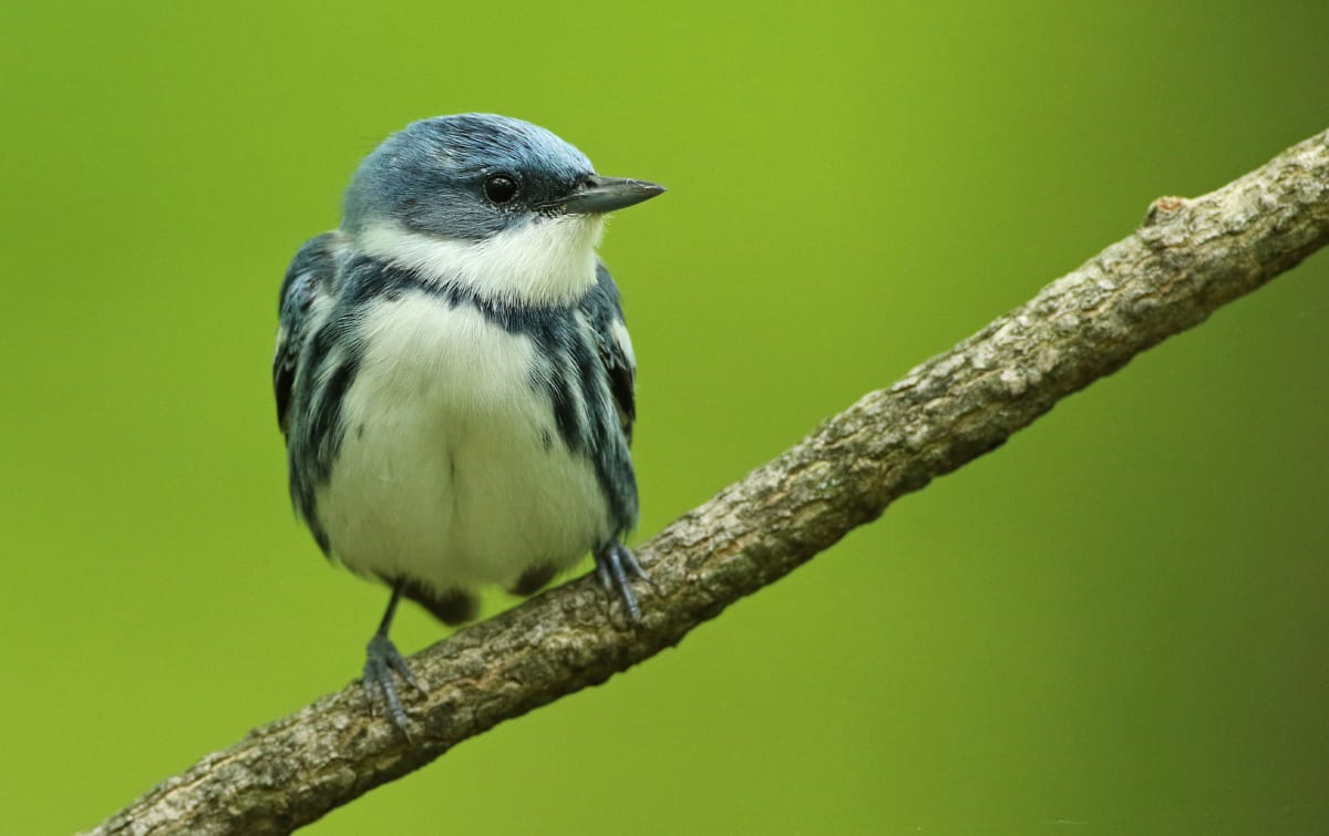 Colorful digital map showing purple concentration zones of migratory bird routes across North and South America