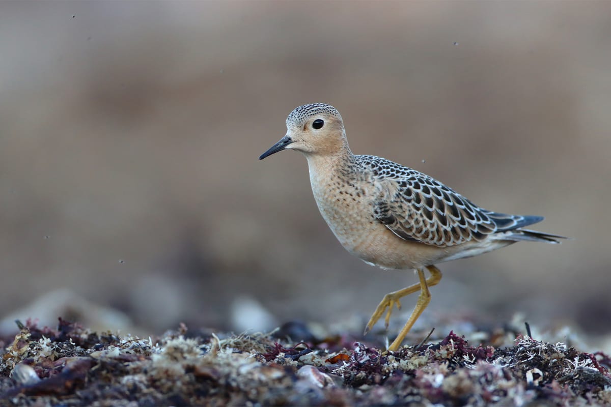 New Atlas Maps 89 At-Risk Bird Species Across Americas - Image 3