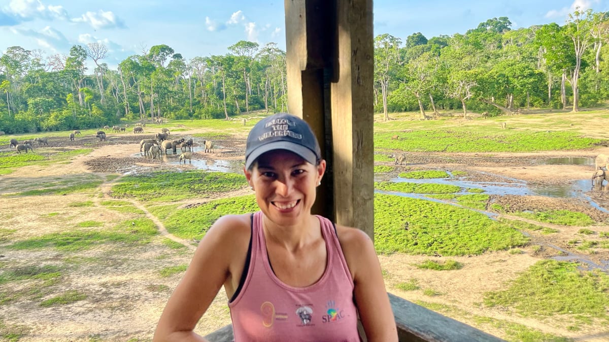 Forest elephants gathering at Dzanga Bai clearing in Central African Republic rainforest