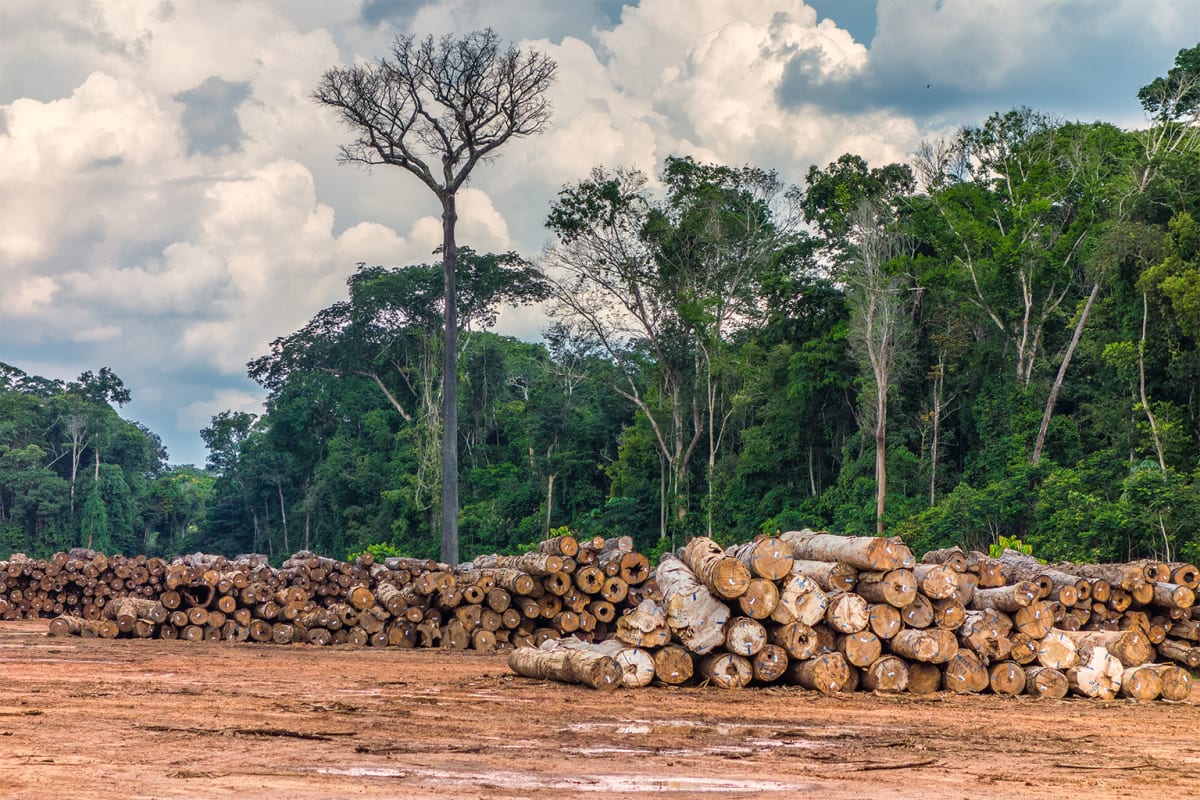 Brazilian Editor Exposes Amazon Carbon Credit Scam - Image 5