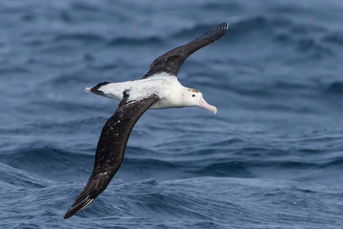 UN Recognizes 6 Ocean Highways to Save Seabirds - Image 2