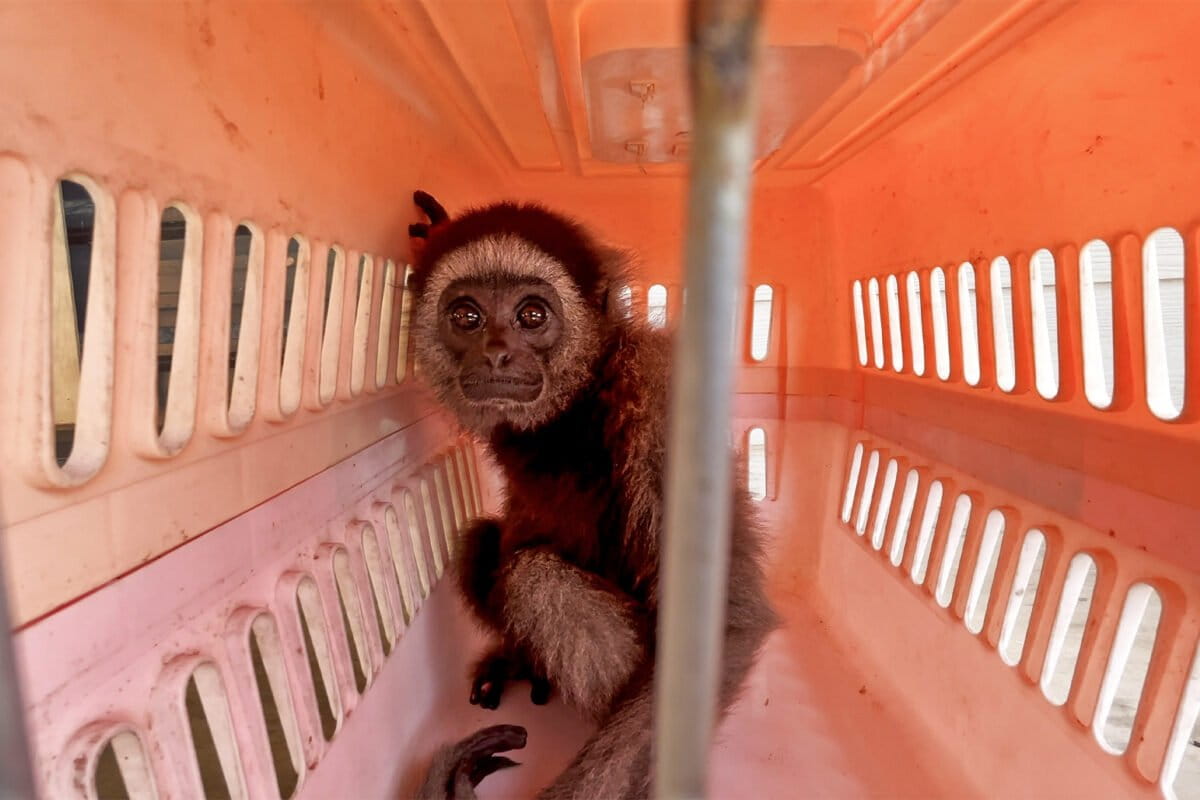 Malaysia Sanctuary Helps Owners Return Rescued Gibbons - Image 2