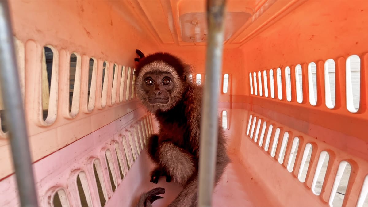 Adult gibbon with dark fur and long arms at sanctuary rehabilitation center in Malaysia