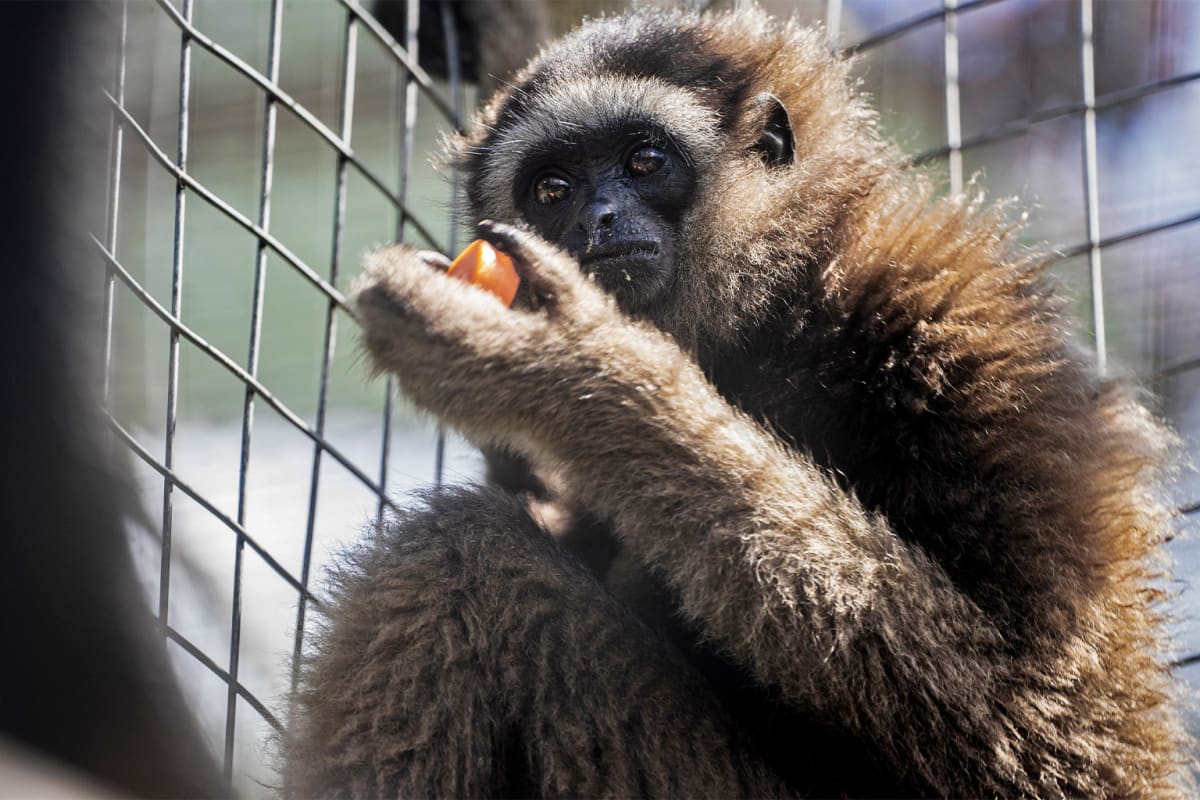 Malaysia Sanctuary Helps Owners Return Rescued Gibbons - Image 4