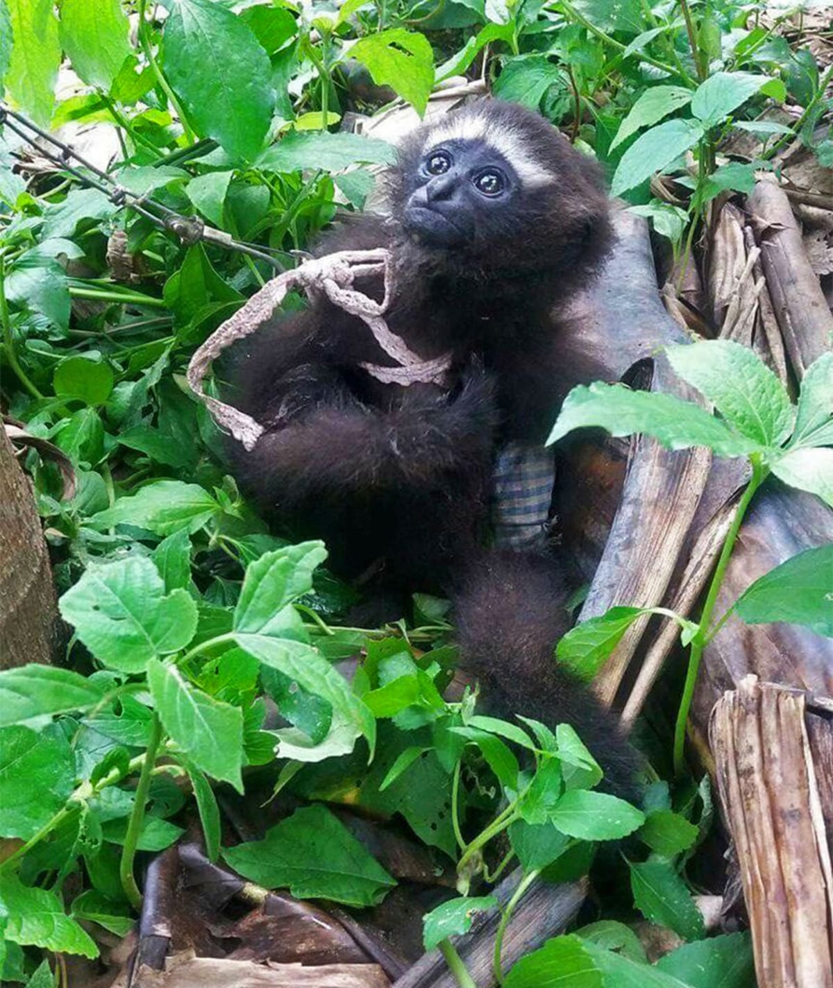 Malaysia Sanctuary Helps Owners Return Rescued Gibbons - Image 5