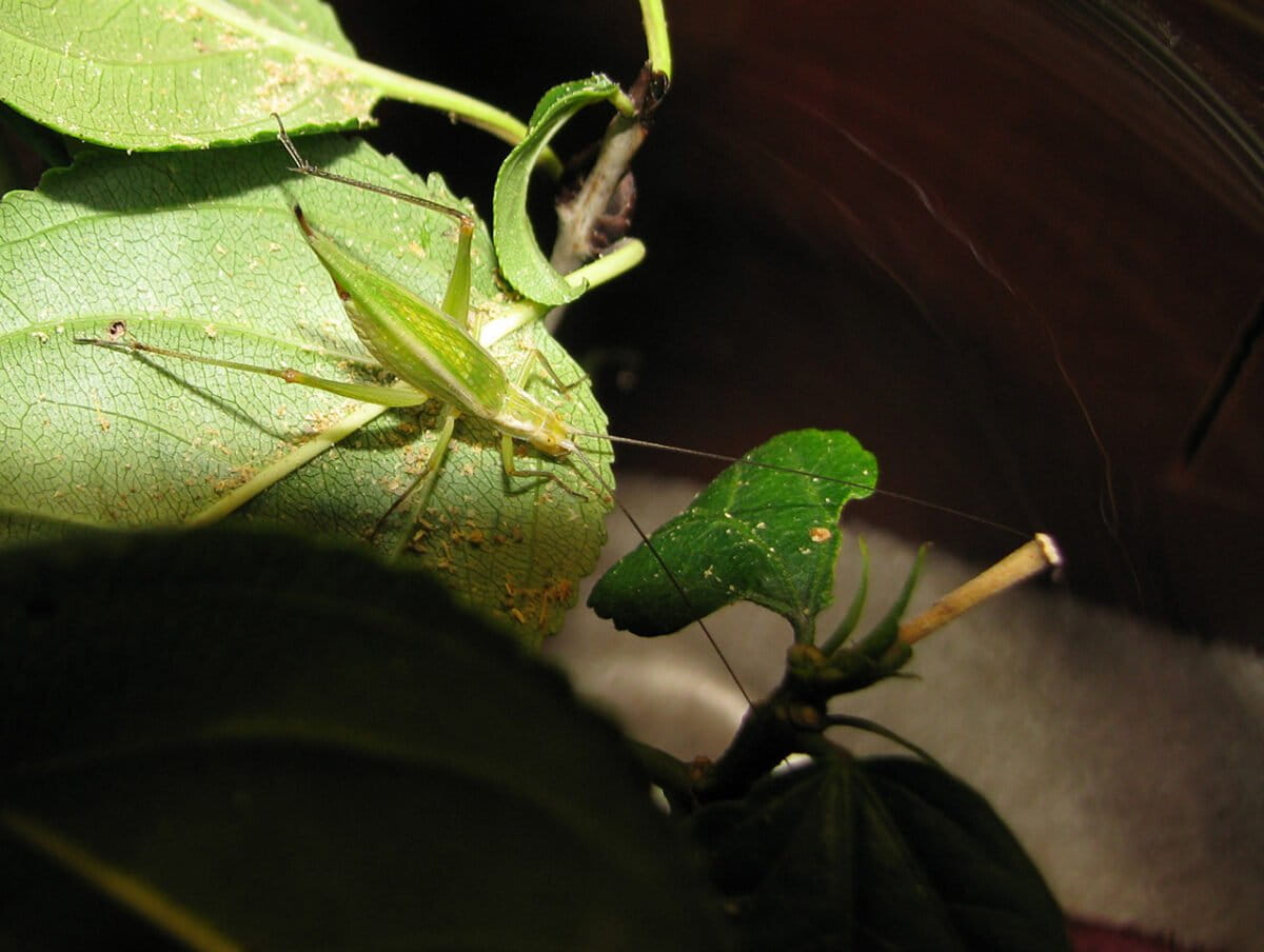 Scientist Made Cricket Songs Free for Everyone to Hear - Image 4