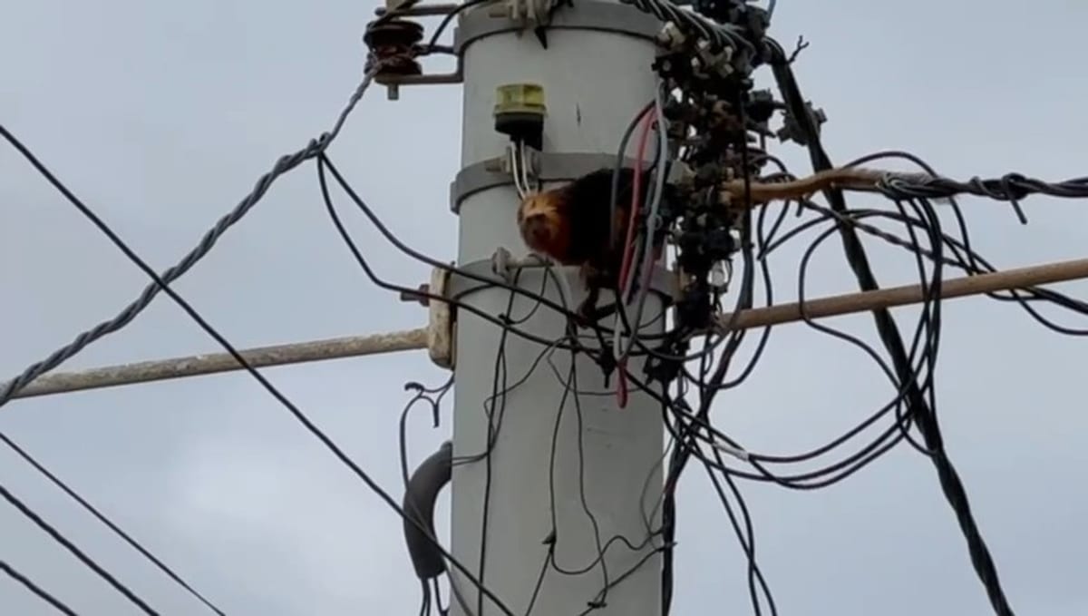 Brazil Opens First Rehab Center for Endangered Tamarins - Image 4