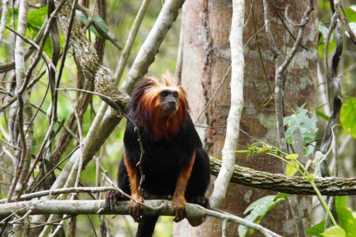 Brazil Opens First Rehab Center for Endangered Tamarins - Image 2