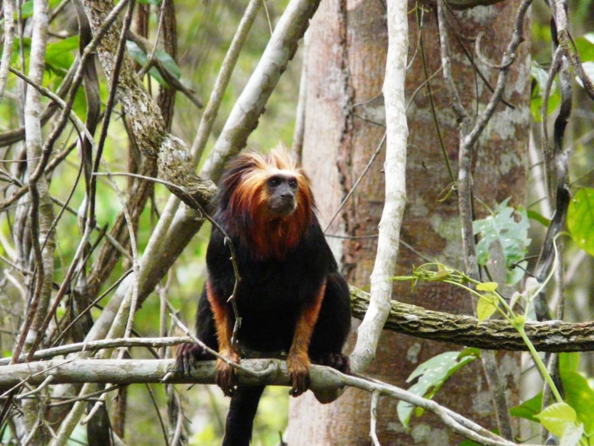 Golden-headed lion tamarin with orange-gold fur perched on tree branch in Brazilian rainforest