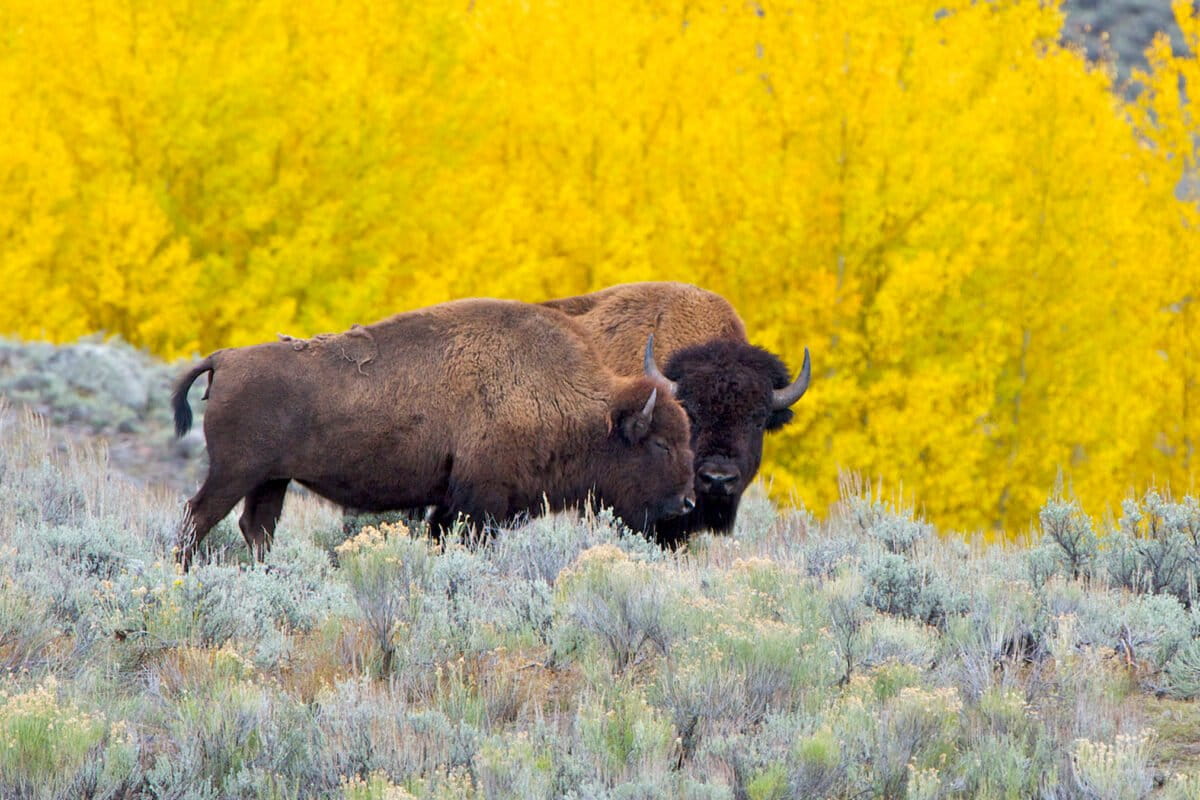 300 Groups Unite to Rewild 2 Million Square Kilometers - Image 2