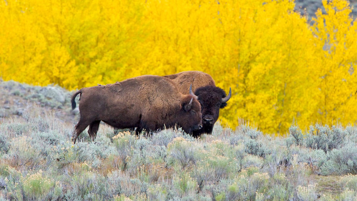 300 Groups Unite to Rewild 2 Million Square Kilometers