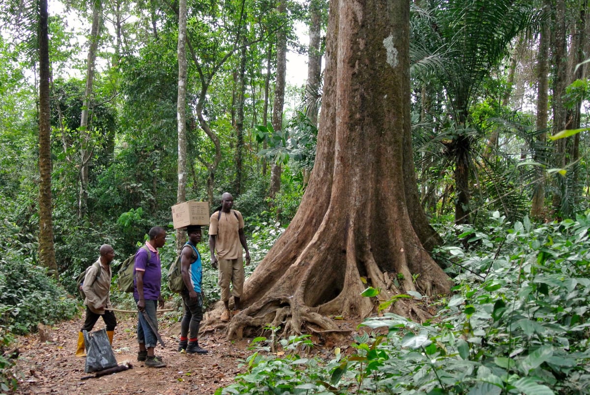 Nigerian Bat Expert Wins Top Prize for Fire Prevention Work - Image 3