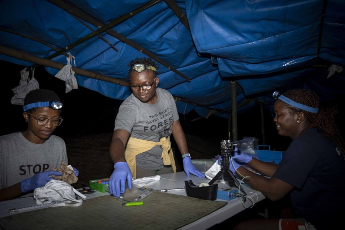 Ecologist Iroro Tanshi holds a small brown bat in her hands in Cross River State, Nigeria