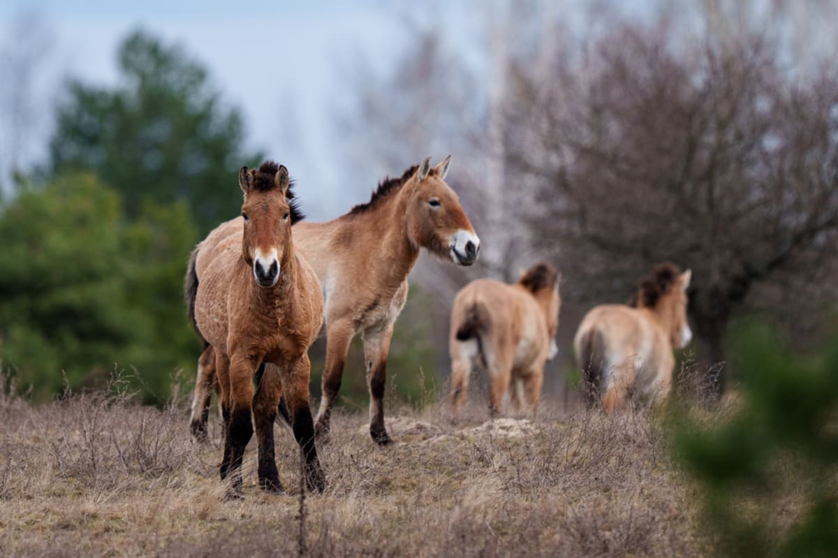 Wild Przewalski horses grazing in forest inside Chernobyl exclusion zone Ukraine