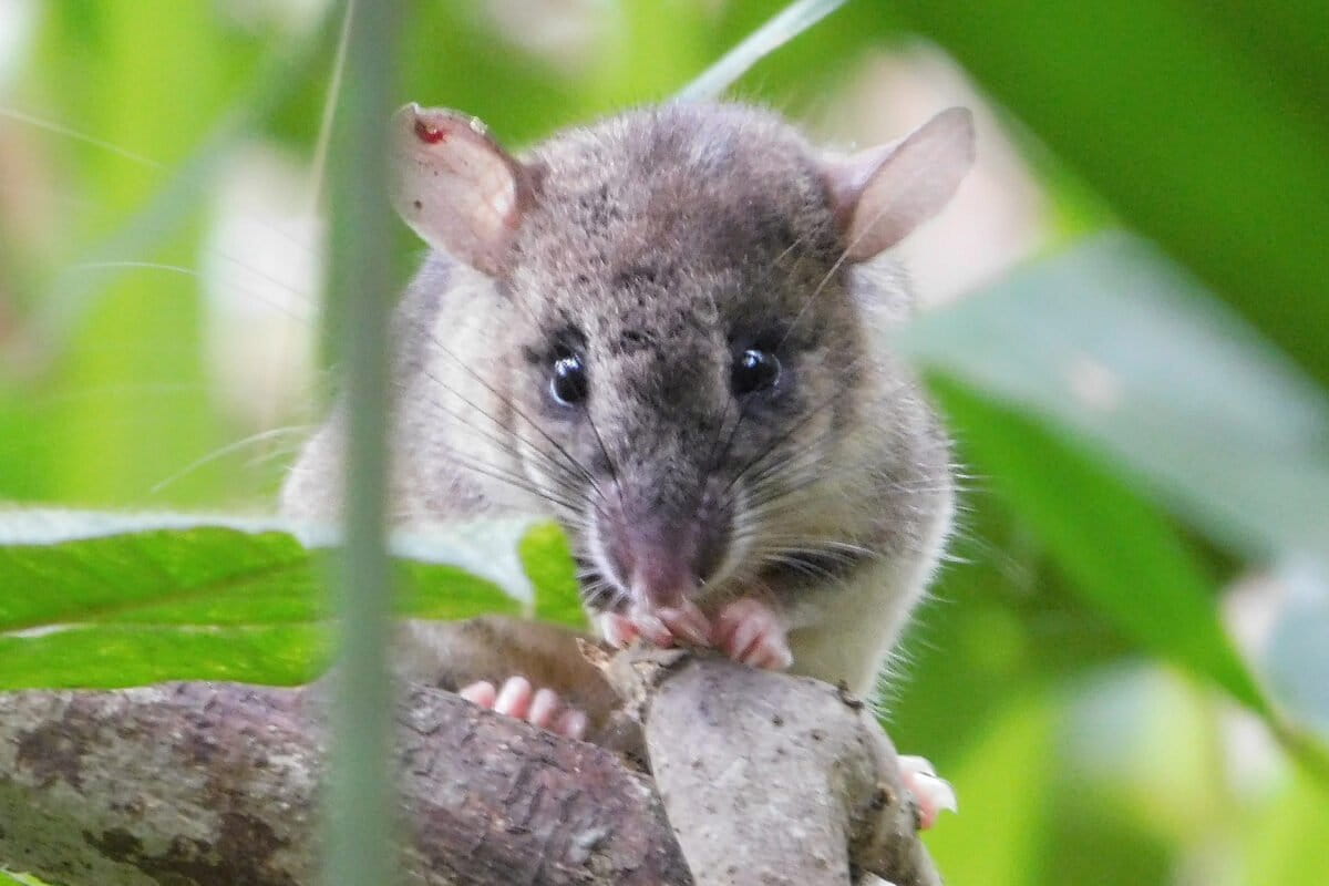 Madagascar Rat Study Links Forest Health to Disease Prevention - Image 2