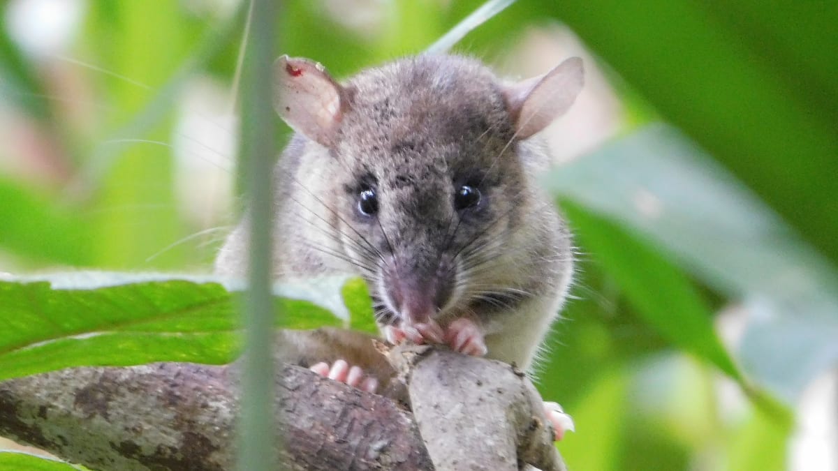 Madagascar Rat Study Links Forest Health to Disease Prevention