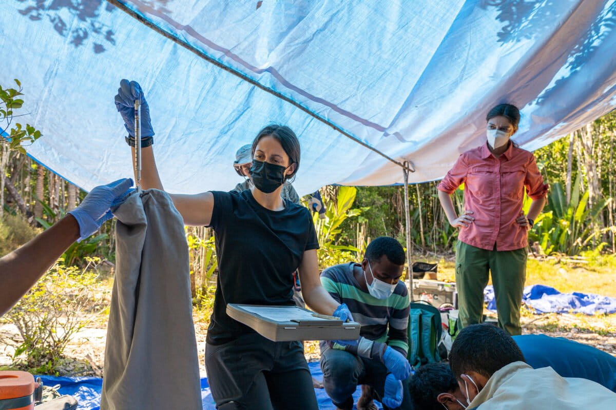 Madagascar Rat Study Links Forest Health to Disease Prevention - Image 5