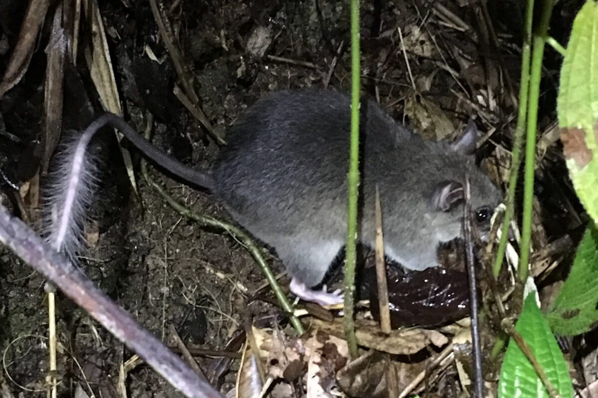 Madagascar Rat Study Links Forest Health to Disease Prevention - Image 4