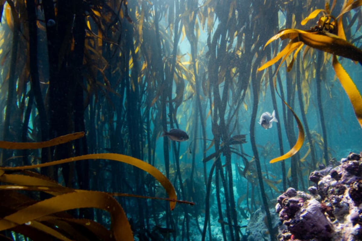South Africa's Rare Growing Kelp Forest Gets Protection Push - Image 4
