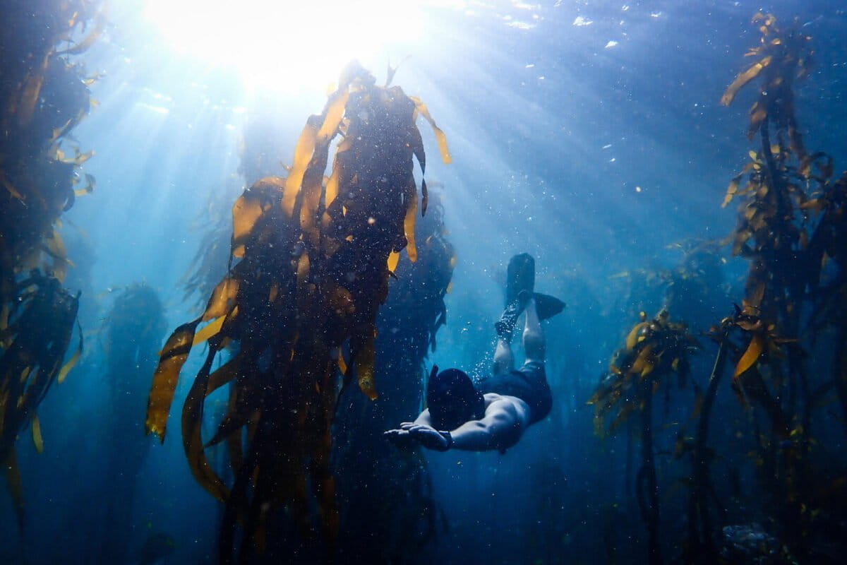 South Africa's Rare Growing Kelp Forest Gets Protection Push - Image 2