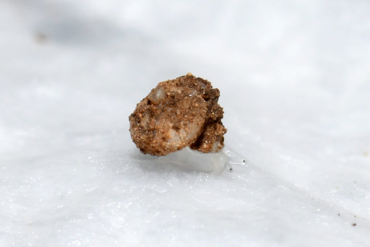 Pinhead-Sized Snail Discovery Lights Up Cambodia Caves - Image 2